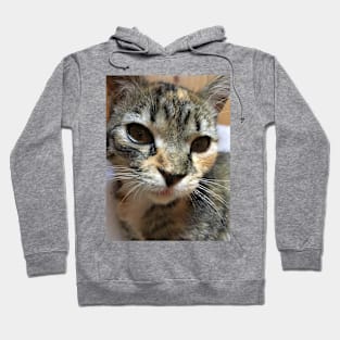 The sweet kitten Hoodie